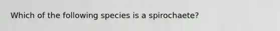 Which of the following species is a spirochaete?