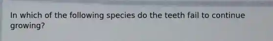 In which of the following species do the teeth fail to continue growing?
