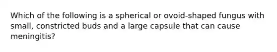 Which of the following is a spherical or ovoid-shaped fungus with small, constricted buds and a large capsule that can cause meningitis?