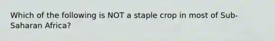 Which of the following is NOT a staple crop in most of Sub-Saharan Africa?