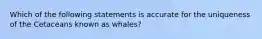 Which of the following statements is accurate for the uniqueness of the Cetaceans known as whales?