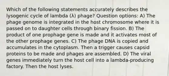 Which of the following statements accurately describes the lysogenic cycle of lambda (λ) phage? Question options: A) The phage genome is integrated in the host chromosome where it is passed on to daughter cells through binary fission. B) The product of one prophage gene is made and it activates most of the other prophage genes. C) The phage DNA is copied and accumulates in the cytoplasm. Then a trigger causes capsid proteins to be made and phages are assembled. D) The viral genes immediately turn the host cell into a lambda-producing factory. Then the host lyses.