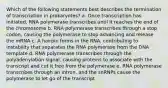 Which of the following statements best describes the termination of transcription in prokaryotes? a. Once transcription has initiated, RNA polymerase transcribes until it reaches the end of the chromosome b. RNA polymerase transcribes through a stop codon, causing the polymerase to stop advancing and release the mRNA c. A hairpin forms in the RNA, contributing to instability that separates the RNA polymerase from the DNA template d. RNA polymerase transcribes through the polyadenylation signal, causing proteins to associate with the transcript and cut it free from the polymerase e. RNA polymerase transcribes through an intron, and the snRNPs cause the polymerase to let go of the transcript