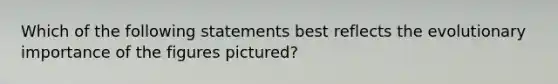 Which of the following statements best reflects the evolutionary importance of the figures pictured?