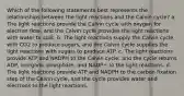 Which of the following statements best represents the relationships between the light reactions and the Calvin cycle? a. The light reactions provide the Calvin cycle with oxygen for electron flow, and the Calvin cycle provides the light reactions with water to split. b. The light reactions supply the Calvin cycle with CO2 to produce sugars, and the Calvin cycle supplies the light reactions with sugars to produce ATP. c. The light reactions provide ATP and NADPH to the Calvin cycle, and the cycle returns ADP, inorganic phosphate, and NADP+ to the light reactions. d. The light reactions provide ATP and NADPH to the carbon fixation step of the Calvin cycle, and the cycle provides water and electrons to the light reactions.