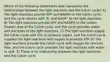 Which of the following statements best represents the relationships between the light reactions and the Calvin cycle? A) The light reactions provide ATP and NADPH to the Calvin cycle, and the cycle returns ADP, Pi, and NADP⁺ to the light reactions. B) The light reactions provide ATP and NADPH to the carbon fixation step of the Calvin cycle, and the cycle provides water and electrons to the light reactions. C) The light reactions supply the Calvin cycle with CO₂ to produce sugars, and the Calvin cycle supplies the light reactions with sugars to produce ATP. D) The light reactions provide the Calvin cycle with oxygen for electron flow, and the Calvin cycle provides the light reactions with water to split. E) There is no relationship between the light reactions and the Calvin cycle.