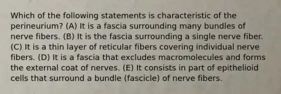 Which of the following statements is characteristic of the perineurium? (A) It is a fascia surrounding many bundles of nerve fibers. (B) It is the fascia surrounding a single nerve fiber. (C) It is a thin layer of reticular fibers covering individual nerve fibers. (D) It is a fascia that excludes macromolecules and forms the external coat of nerves. (E) It consists in part of epithelioid cells that surround a bundle (fascicle) of nerve fibers.