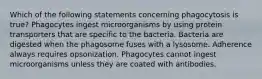 Which of the following statements concerning phagocytosis is true? Phagocytes ingest microorganisms by using protein transporters that are specific to the bacteria. Bacteria are digested when the phagosome fuses with a lysosome. Adherence always requires opsonization. Phagocytes cannot ingest microorganisms unless they are coated with antibodies.