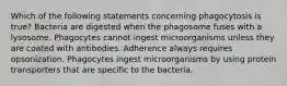 Which of the following statements concerning phagocytosis is true? Bacteria are digested when the phagosome fuses with a lysosome. Phagocytes cannot ingest microorganisms unless they are coated with antibodies. Adherence always requires opsonization. Phagocytes ingest microorganisms by using protein transporters that are specific to the bacteria.