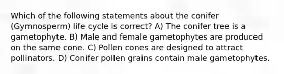 Which of the following statements about the conifer (Gymnosperm) life cycle is correct? A) The conifer tree is a gametophyte. B) Male and female gametophytes are produced on the same cone. C) Pollen cones are designed to attract pollinators. D) Conifer pollen grains contain male gametophytes.