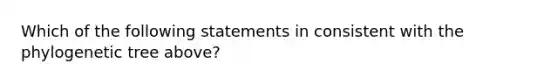 Which of the following statements in consistent with the phylogenetic tree above?