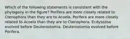 Which of the following statements is consistent with the phylogeny in the figure? Porifera are more closely related to Ctenophora than they are to Acoela. Porifera are more closely related to Acoela than they are to Ctenophora. Ecdysozoa evolved before Deuterostomia. Deuterostomia evolved before Porifera.