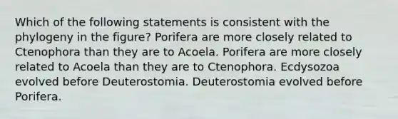 Which of the following statements is consistent with the phylogeny in the figure? Porifera are more closely related to Ctenophora than they are to Acoela. Porifera are more closely related to Acoela than they are to Ctenophora. Ecdysozoa evolved before Deuterostomia. Deuterostomia evolved before Porifera.