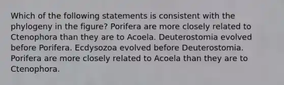 Which of the following statements is consistent with the phylogeny in the figure? Porifera are more closely related to Ctenophora than they are to Acoela. Deuterostomia evolved before Porifera. Ecdysozoa evolved before Deuterostomia. Porifera are more closely related to Acoela than they are to Ctenophora.