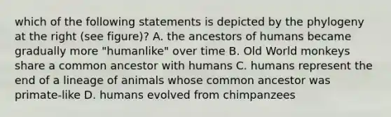 which of the following statements is depicted by the phylogeny at the right (see figure)? A. the ancestors of humans became gradually more "humanlike" over time B. Old World monkeys share a common ancestor with humans C. humans represent the end of a lineage of animals whose common ancestor was primate-like D. humans evolved from chimpanzees