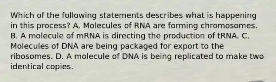 Which of the following statements describes what is happening in this process? A. Molecules of RNA are forming chromosomes. B. A molecule of mRNA is directing the production of tRNA. C. Molecules of DNA are being packaged for export to the ribosomes. D. A molecule of DNA is being replicated to make two identical copies.