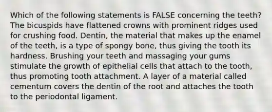 Which of the following statements is FALSE concerning the teeth? The bicuspids have flattened crowns with prominent ridges used for crushing food. Dentin, the material that makes up the enamel of the teeth, is a type of spongy bone, thus giving the tooth its hardness. Brushing your teeth and massaging your gums stimulate the growth of epithelial cells that attach to the tooth, thus promoting tooth attachment. A layer of a material called cementum covers the dentin of the root and attaches the tooth to the periodontal ligament.