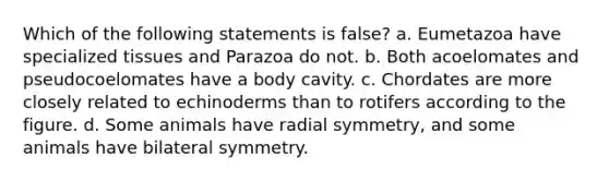 Which of the following statements is false? a. Eumetazoa have specialized tissues and Parazoa do not. b. Both acoelomates and pseudocoelomates have a body cavity. c. Chordates are more closely related to echinoderms than to rotifers according to the figure. d. Some animals have radial symmetry, and some animals have bilateral symmetry.