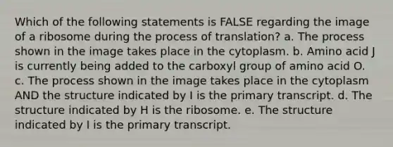 Which of the following statements is FALSE regarding the image of a ribosome during the process of translation? a. The process shown in the image takes place in the cytoplasm. b. Amino acid J is currently being added to the carboxyl group of amino acid O. c. The process shown in the image takes place in the cytoplasm AND the structure indicated by I is the primary transcript. d. The structure indicated by H is the ribosome. e. The structure indicated by I is the primary transcript.