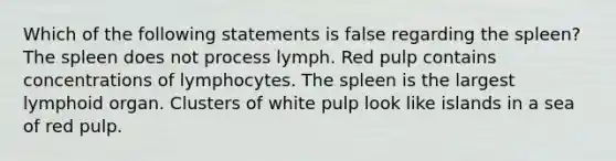 Which of the following statements is false regarding the spleen? The spleen does not process lymph. Red pulp contains concentrations of lymphocytes. The spleen is the largest lymphoid organ. Clusters of white pulp look like islands in a sea of red pulp.