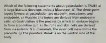 Which of the following statements about gastrulation is TRUE? a) A large blastula develops inside a blastocoel. b) The three germ layers formed at gastrulation are exoderm, mesoderm, and endoderm. c) Muscles and bones are derived from endoderm cells. d) Gastrulation is the process by which an embryo begins to form a primitive gut. e) Neurons and skin cells are derived from mesoderm. f) In mammals, the inner cell mass forms the placenta. g) The primitive streak is on the ventral side of the body.
