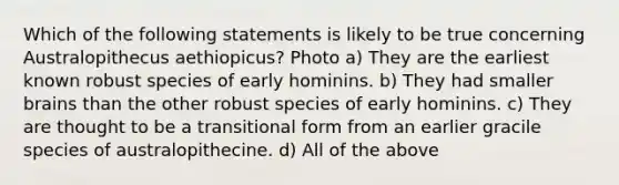 Which of the following statements is likely to be true concerning Australopithecus aethiopicus? Photo a) They are the earliest known robust species of early hominins. b) They had smaller brains than the other robust species of early hominins. c) They are thought to be a transitional form from an earlier gracile species of australopithecine. d) All of the above