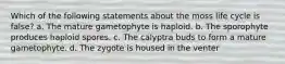 Which of the following statements about the moss life cycle is false? a. The mature gametophyte is haploid. b. The sporophyte produces haploid spores. c. The calyptra buds to form a mature gametophyte. d. The zygote is housed in the venter