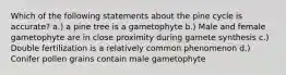 Which of the following statements about the pine cycle is accurate? a.) a pine tree is a gametophyte b.) Male and female gametophyte are in close proximity during gamete synthesis c.) Double fertilization is a relatively common phenomenon d.) Conifer pollen grains contain male gametophyte