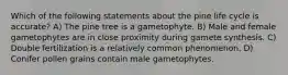 Which of the following statements about the pine life cycle is accurate? A) The pine tree is a gametophyte. B) Male and female gametophytes are in close proximity during gamete synthesis. C) Double fertilization is a relatively common phenomenon. D) Conifer pollen grains contain male gametophytes.