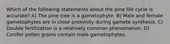 Which of the following statements about the pine life cycle is accurate? A) The pine tree is a gametophyte. B) Male and female gametophytes are in close proximity during gamete synthesis. C) Double fertilization is a relatively common phenomenon. D) Conifer pollen grains contain male gametophytes.