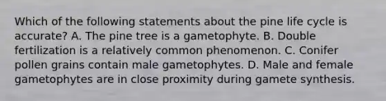 Which of the following statements about the pine life cycle is accurate? A. The pine tree is a gametophyte. B. Double fertilization is a relatively common phenomenon. C. Conifer pollen grains contain male gametophytes. D. Male and female gametophytes are in close proximity during gamete synthesis.