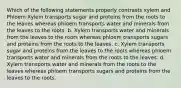 Which of the following statements properly contrasts xylem and Phloem Xylem transports sugar and proteins from the roots to the leaves whereas phloem transports water and minerals from the leaves to the roots. b. Xylem transports water and minerals from the leaves to the roots whereas phloem transports sugars and proteins from the roots to the leaves. c. Xylem transports sugar and proteins from the leaves to the roots whereas phloem transports water and minerals from the roots to the leaves. d. Xylem transports water and minerals from the roots to the leaves whereas phloem transports sugars and proteins from the leaves to the roots.