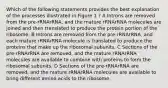 Which of the following statements provides the best explanation of the processes illustrated in Figure 1 ? A Introns are removed from the pre-rRNArRNA, and the mature rRNArRNA molecules are joined and then translated to produce the protein portion of the ribosome. B Introns are removed from the pre-rRNArRNA, and each mature rRNArRNA molecule is translated to produce the proteins that make up the ribosomal subunits. C Sections of the pre-rRNArRNA are removed, and the mature rRNArRNA molecules are available to combine with proteins to form the ribosomal subunits. D Sections of the pre-rRNArRNA are removed, and the mature rRNArRNA molecules are available to bring different amino acids to the ribosome.