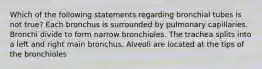 Which of the following statements regarding bronchial tubes is not true? Each bronchus is surrounded by pulmonary capillaries. Bronchi divide to form narrow bronchioles. The trachea splits into a left and right main bronchus. Alveoli are located at the tips of the bronchioles