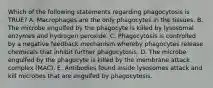 Which of the following statements regarding phagocytosis is TRUE? A. Macrophages are the only phagocytes in the tissues. B. The microbe engulfed by the phagocyte is killed by lysosomal enzymes and hydrogen peroxide. C. Phagocytosis is controlled by a negative feedback mechanism whereby phagocytes release chemicals that inhibit further phagocytosis. D. The microbe engulfed by the phagocyte is killed by the membrane attack complex (MAC). E. Antibodies found inside lysosomes attack and kill microbes that are engulfed by phagocytosis.