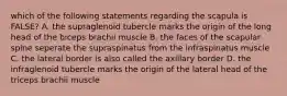 which of the following statements regarding the scapula is FALSE? A. the supraglenoid tubercle marks the origin of the long head of the biceps brachii muscle B. the faces of the scapular spine seperate the supraspinatus from the infraspinatus muscle C. the lateral border is also called the axillary border D. the infraglenoid tubercle marks the origin of the lateral head of the triceps brachii muscle