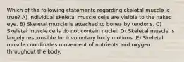 Which of the following statements regarding skeletal muscle is true? A) Individual skeletal muscle cells are visible to the naked eye. B) Skeletal muscle is attached to bones by tendons. C) Skeletal muscle cells do not contain nuclei. D) Skeletal muscle is largely responsible for involuntary body motions. E) Skeletal muscle coordinates movement of nutrients and oxygen throughout the body.