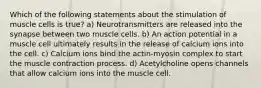 Which of the following statements about the stimulation of muscle cells is true? a) Neurotransmitters are released into the synapse between two muscle cells. b) An action potential in a muscle cell ultimately results in the release of calcium ions into the cell. c) Calcium ions bind the actin-myosin complex to start the muscle contraction process. d) Acetylcholine opens channels that allow calcium ions into the muscle cell.