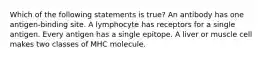 Which of the following statements is true? An antibody has one antigen-binding site. A lymphocyte has receptors for a single antigen. Every antigen has a single epitope. A liver or muscle cell makes two classes of MHC molecule.