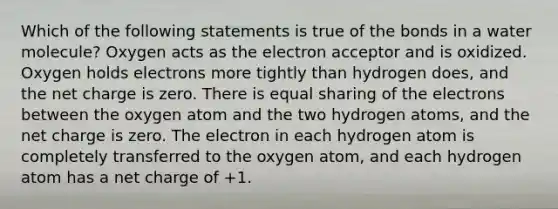 Which of the following statements is true of the bonds in a water molecule? Oxygen acts as the electron acceptor and is oxidized. Oxygen holds electrons more tightly than hydrogen does, and the net charge is zero. There is equal sharing of the electrons between the oxygen atom and the two hydrogen atoms, and the net charge is zero. The electron in each hydrogen atom is completely transferred to the oxygen atom, and each hydrogen atom has a net charge of +1.