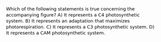 Which of the following statements is true concerning the accompanying figure? A) It represents a C4 photosynthetic system. B) It represents an adaptation that maximizes photorespiration. C) It represents a C3 photosynthetic system. D) It represents a CAM photosynthetic system.