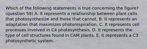 Which of the following statements is true concerning the figure? (question 59) A. It represents a relationship between plant cells that photosynthesize and those that cannot. B. It represents an adaptation that maximizes photorespiration. C. It represents cell processes involved in C4 photosynthesis. D. It represents the type of cell structures found in CAM plants. E. It represents a C3 photosynthetic system.