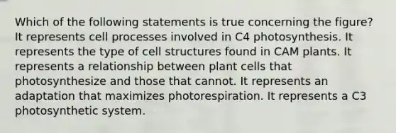 Which of the following statements is true concerning the figure? It represents cell processes involved in C4 photosynthesis. It represents the type of cell structures found in CAM plants. It represents a relationship between plant cells that photosynthesize and those that cannot. It represents an adaptation that maximizes photorespiration. It represents a C3 photosynthetic system.