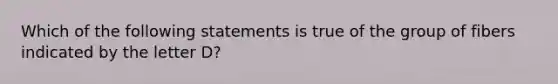 Which of the following statements is true of the group of fibers indicated by the letter D?