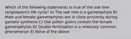 Which of the following statements is true of the oak tree (angiosperm) life cycle? A) The oak tree is a gametophyte B) Male and female gametophytes are in close proximity during gamete synthesis C) Oak pollen grains contain the female gametophytes D) Double fertilization is a relatively common phenomenon E) None of the above