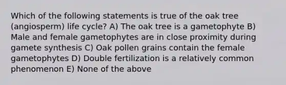 Which of the following statements is true of the oak tree (angiosperm) life cycle? A) The oak tree is a gametophyte B) Male and female gametophytes are in close proximity during gamete synthesis C) Oak pollen grains contain the female gametophytes D) Double fertilization is a relatively common phenomenon E) None of the above