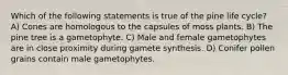 Which of the following statements is true of the pine life cycle? A) Cones are homologous to the capsules of moss plants. B) The pine tree is a gametophyte. C) Male and female gametophytes are in close proximity during gamete synthesis. D) Conifer pollen grains contain male gametophytes.