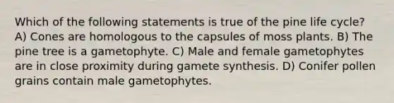 Which of the following statements is true of the pine life cycle? A) Cones are homologous to the capsules of moss plants. B) The pine tree is a gametophyte. C) Male and female gametophytes are in close proximity during gamete synthesis. D) Conifer pollen grains contain male gametophytes.