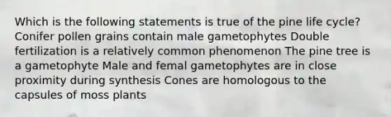 Which is the following statements is true of the pine life cycle? Conifer pollen grains contain male gametophytes Double fertilization is a relatively common phenomenon The pine tree is a gametophyte Male and femal gametophytes are in close proximity during synthesis Cones are homologous to the capsules of moss plants