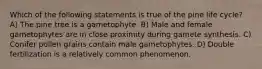 Which of the following statements is true of the pine life cycle? A) The pine tree is a gametophyte. B) Male and female gametophytes are in close proximity during gamete synthesis. C) Conifer pollen grains contain male gametophytes. D) Double fertilization is a relatively common phenomenon.